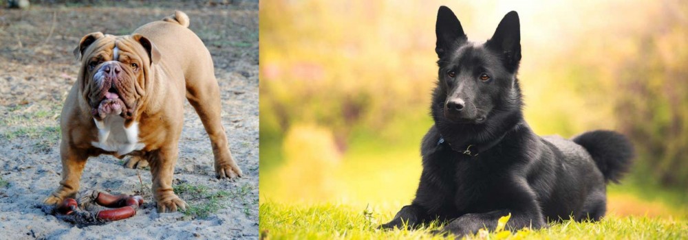 Black Norwegian Elkhound vs Australian Bulldog - Breed Comparison