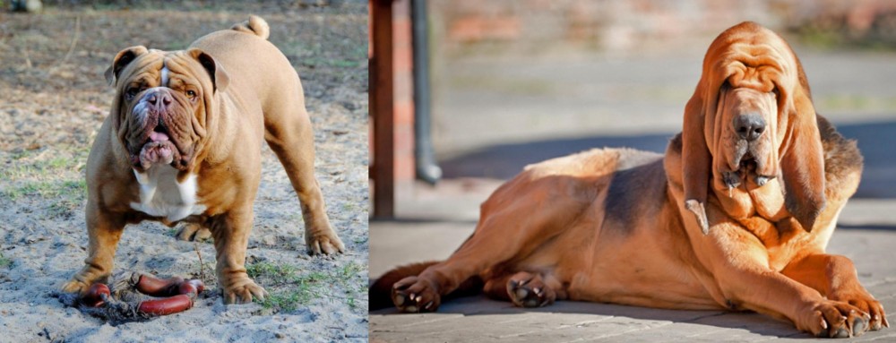 Bloodhound vs Australian Bulldog - Breed Comparison