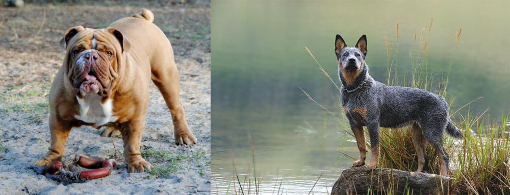 Blue Healer vs Australian Bulldog - Breed Comparison