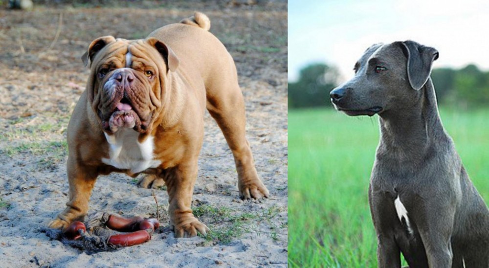 Blue Lacy vs Australian Bulldog - Breed Comparison