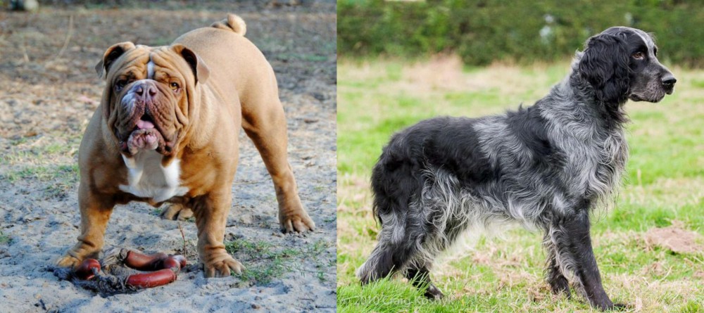 Blue Picardy Spaniel vs Australian Bulldog - Breed Comparison