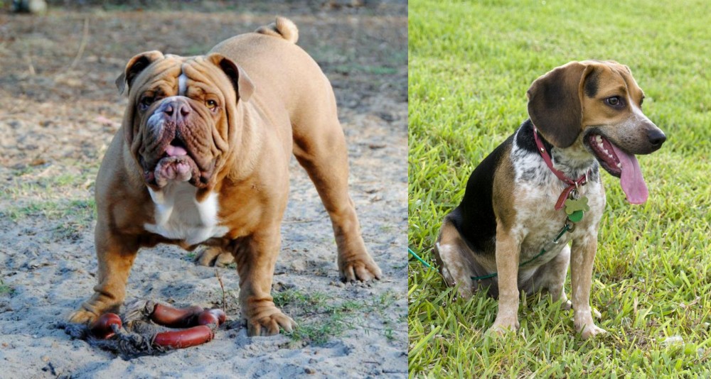 Bluetick Beagle vs Australian Bulldog - Breed Comparison