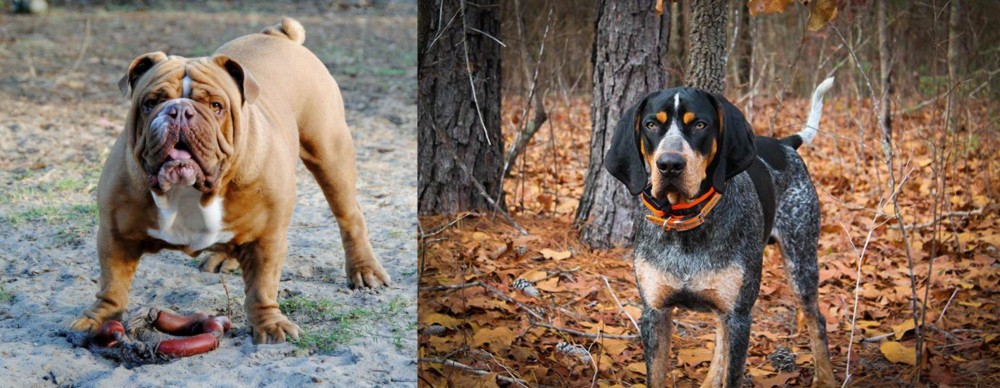 Bluetick Coonhound vs Australian Bulldog - Breed Comparison