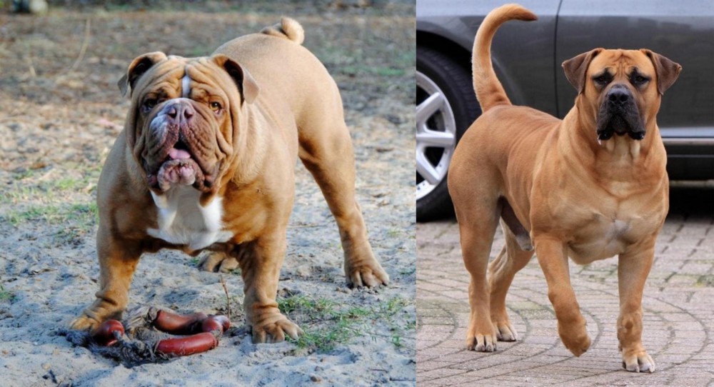 Boerboel vs Australian Bulldog - Breed Comparison