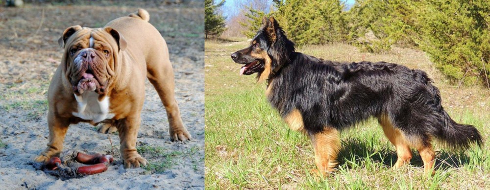 Bohemian Shepherd vs Australian Bulldog - Breed Comparison