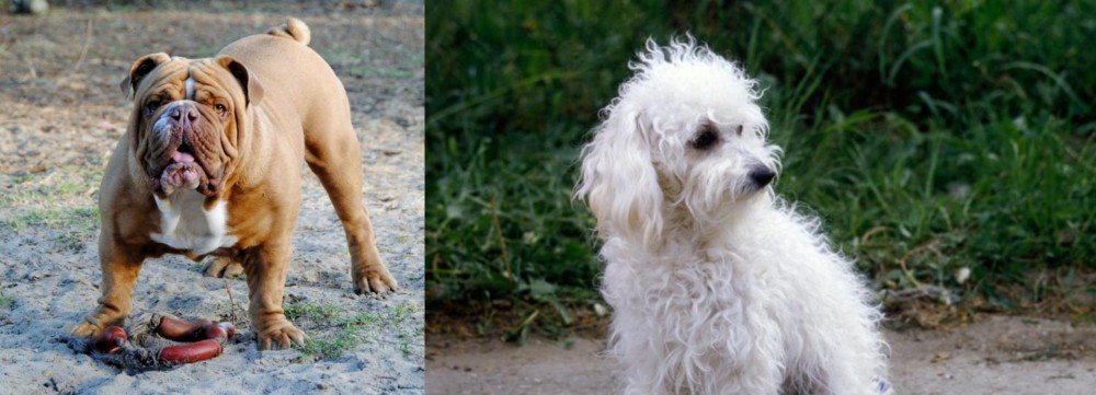 Bolognese vs Australian Bulldog - Breed Comparison