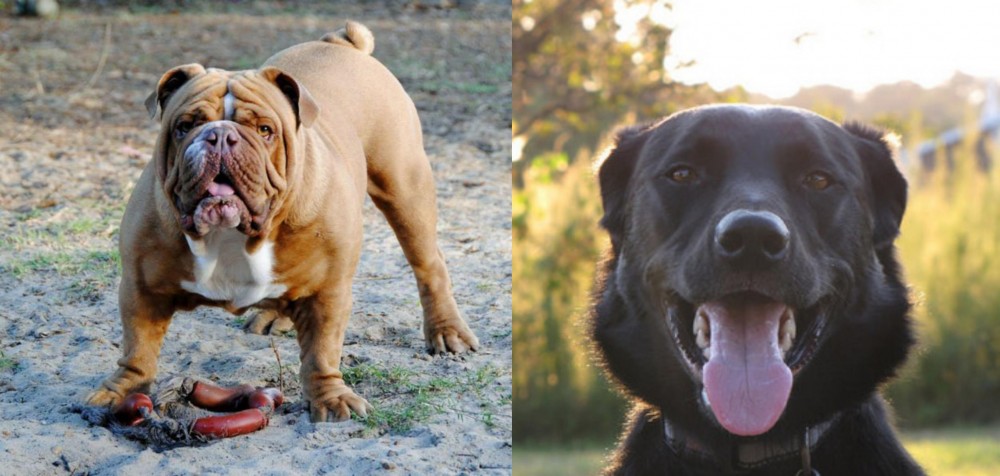 Borador vs Australian Bulldog - Breed Comparison