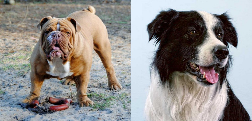 Border Collie vs Australian Bulldog - Breed Comparison