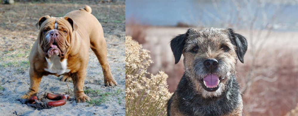 Border Terrier vs Australian Bulldog - Breed Comparison