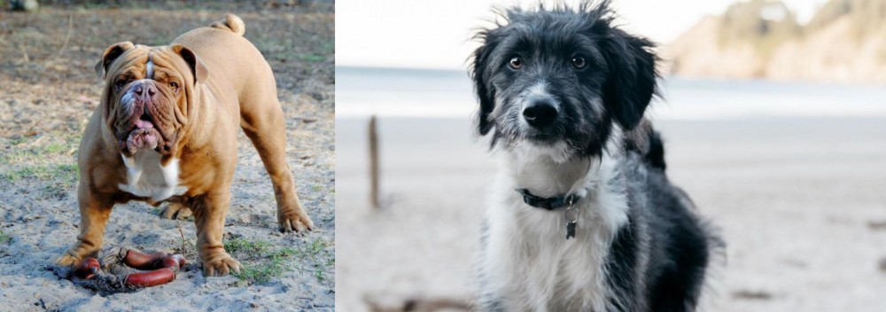 Bordoodle vs Australian Bulldog - Breed Comparison