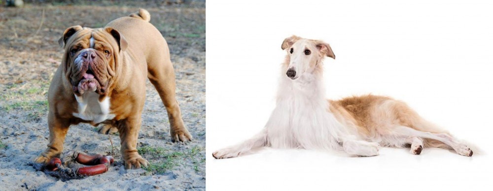 Borzoi vs Australian Bulldog - Breed Comparison