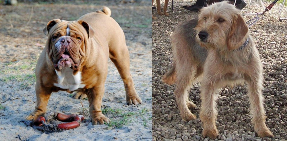 Bosnian Coarse-Haired Hound vs Australian Bulldog - Breed Comparison