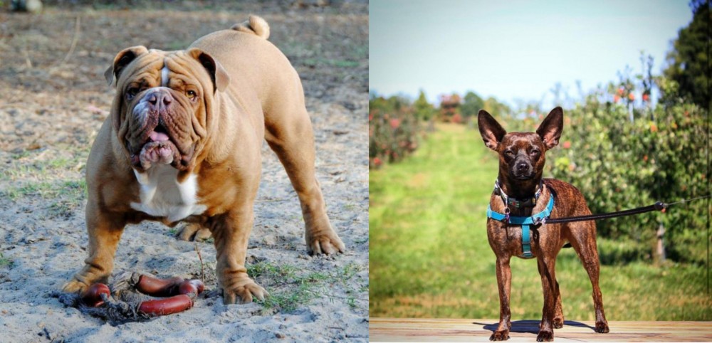 Bospin vs Australian Bulldog - Breed Comparison