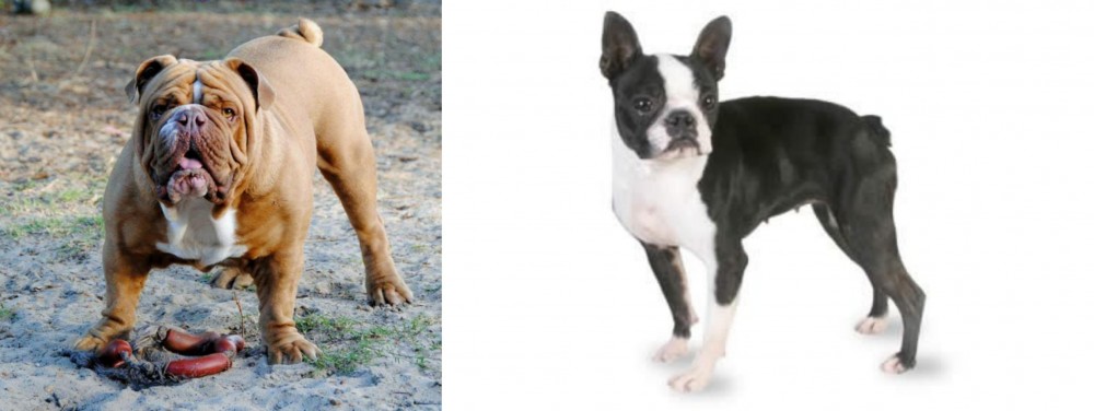 Boston Terrier vs Australian Bulldog - Breed Comparison