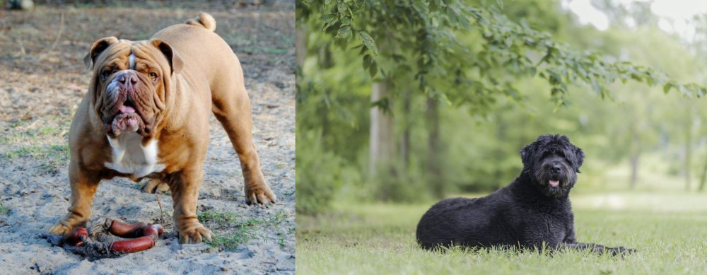 Bouvier des Flandres vs Australian Bulldog - Breed Comparison