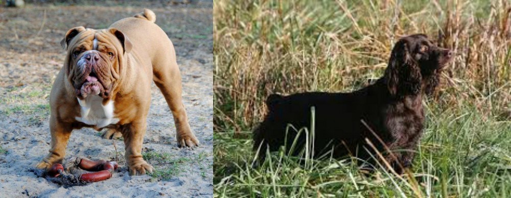 Boykin Spaniel vs Australian Bulldog - Breed Comparison