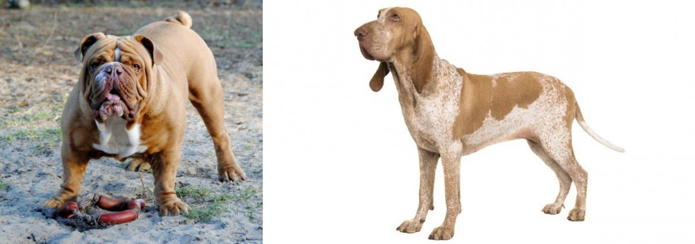 Bracco Italiano vs Australian Bulldog - Breed Comparison