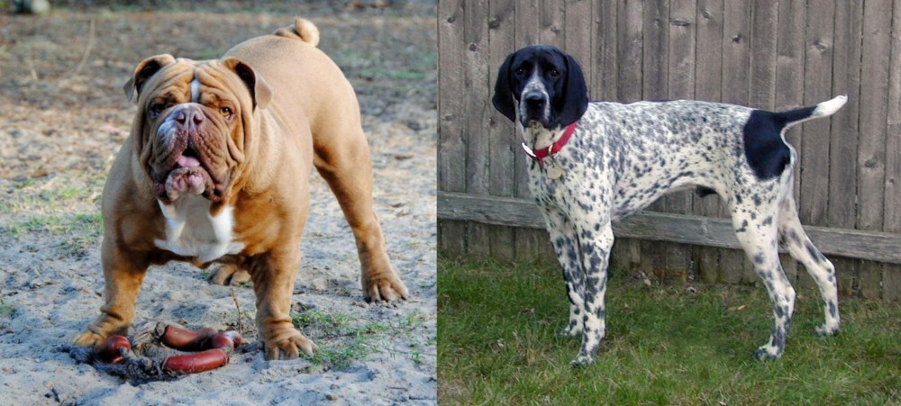 Braque d'Auvergne vs Australian Bulldog - Breed Comparison