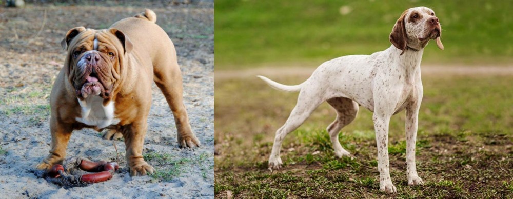 Braque du Bourbonnais vs Australian Bulldog - Breed Comparison