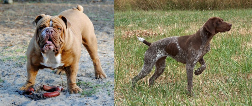 Braque Francais vs Australian Bulldog - Breed Comparison