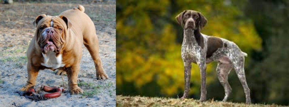 Braque Francais (Gascogne Type) vs Australian Bulldog - Breed Comparison