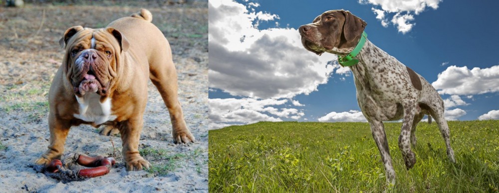 Braque Francais (Pyrenean Type) vs Australian Bulldog - Breed Comparison
