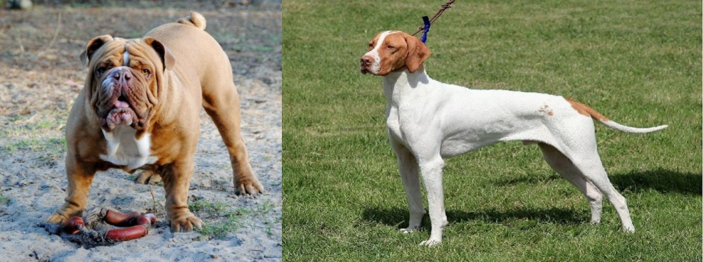 Braque Saint-Germain vs Australian Bulldog - Breed Comparison