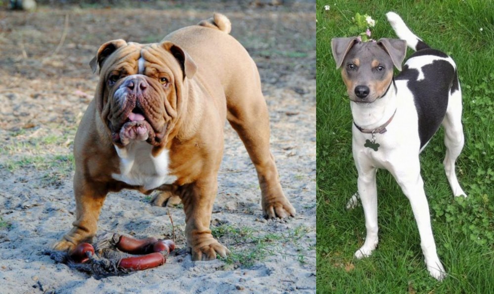 Brazilian Terrier vs Australian Bulldog - Breed Comparison
