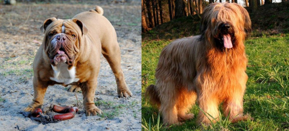 Briard vs Australian Bulldog - Breed Comparison