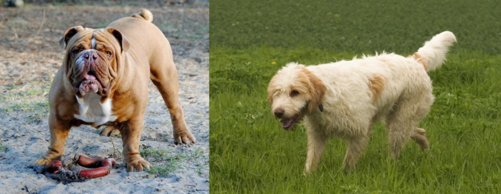 Briquet Griffon Vendeen vs Australian Bulldog - Breed Comparison