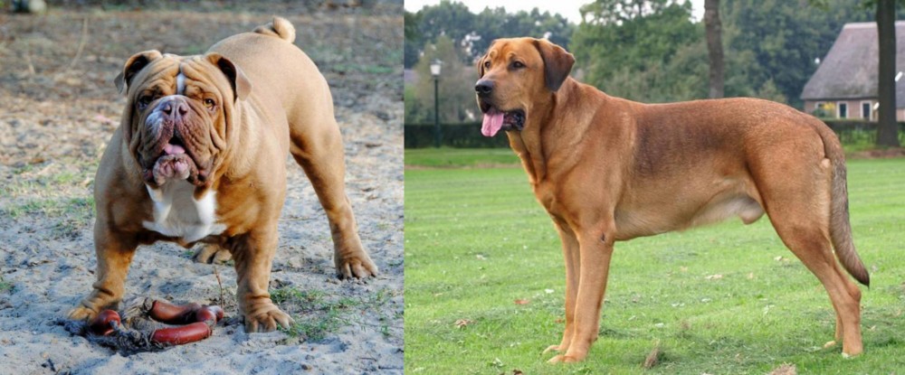 Broholmer vs Australian Bulldog - Breed Comparison