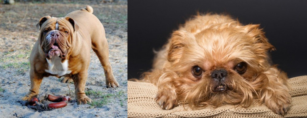 Brug vs Australian Bulldog - Breed Comparison