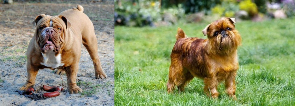 Brussels Griffon vs Australian Bulldog - Breed Comparison
