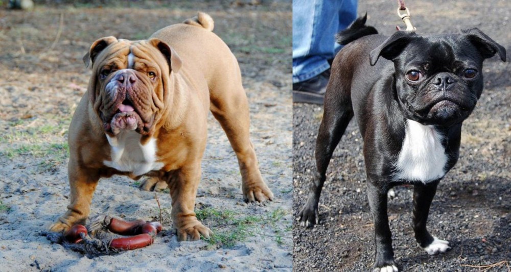 Bugg vs Australian Bulldog - Breed Comparison