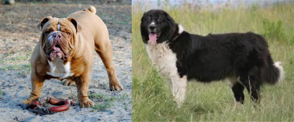 Bulgarian Shepherd vs Australian Bulldog - Breed Comparison