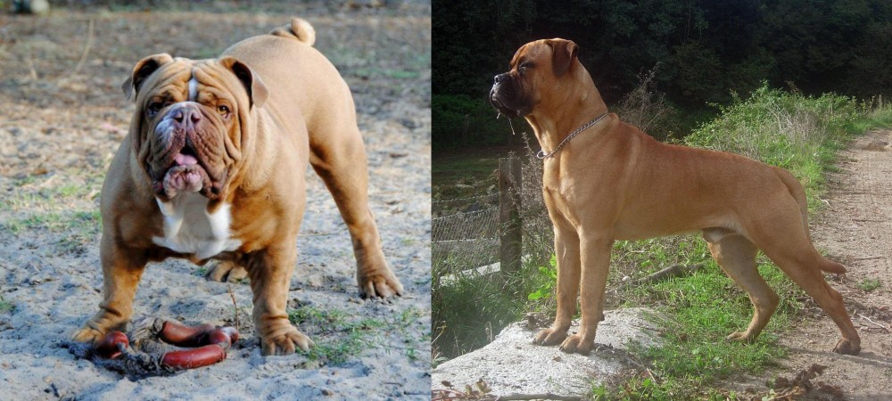 Bullmastiff vs Australian Bulldog - Breed Comparison