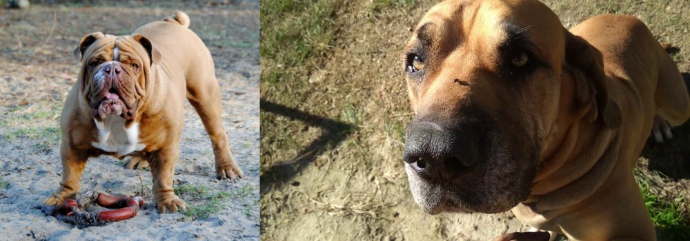 Cabecudo Boiadeiro vs Australian Bulldog - Breed Comparison