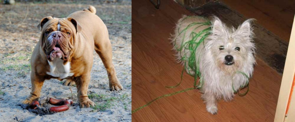 Cairland Terrier vs Australian Bulldog - Breed Comparison