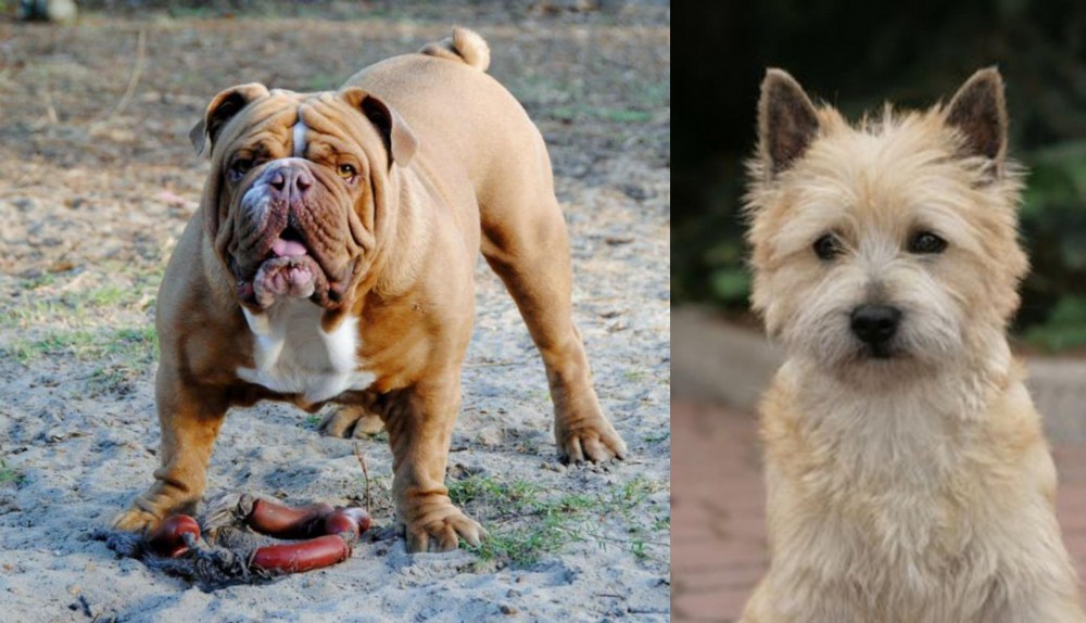 Cairn Terrier vs Australian Bulldog - Breed Comparison