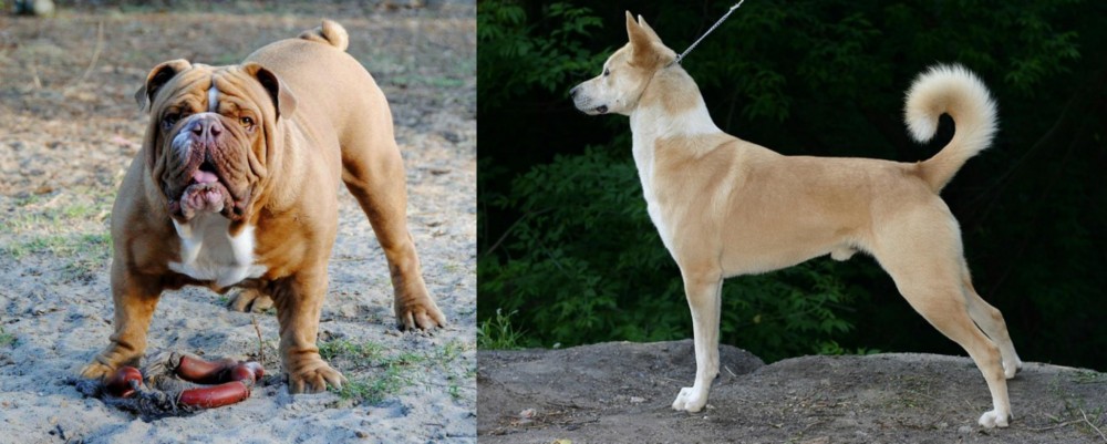 Canaan Dog vs Australian Bulldog - Breed Comparison