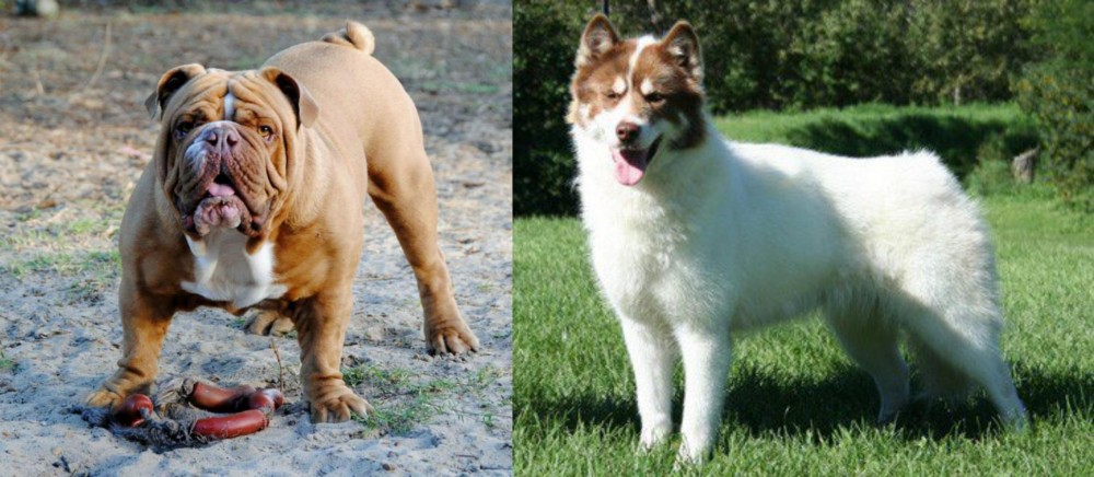 Canadian Eskimo Dog vs Australian Bulldog - Breed Comparison