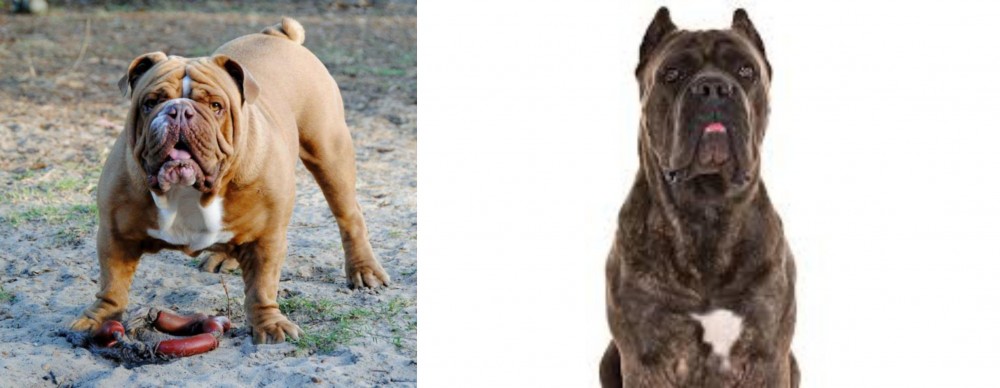 Cane Corso vs Australian Bulldog - Breed Comparison