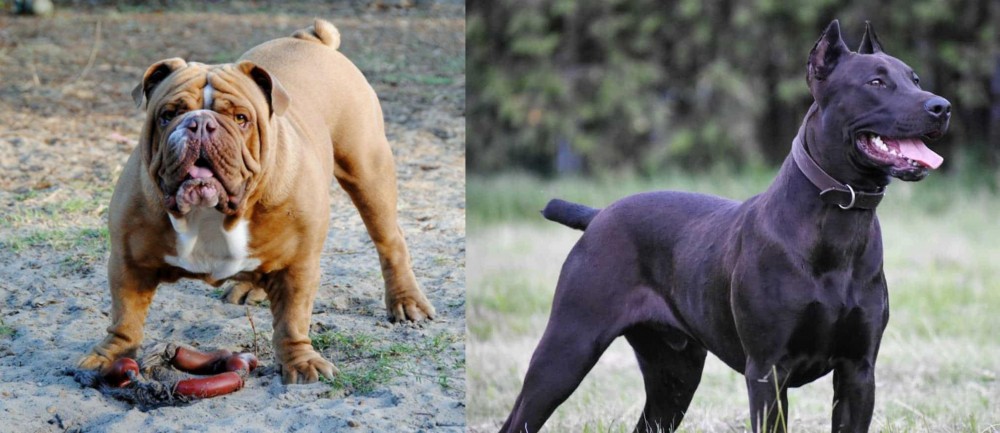 Canis Panther vs Australian Bulldog - Breed Comparison