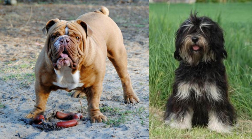 Cao da Serra de Aires vs Australian Bulldog - Breed Comparison