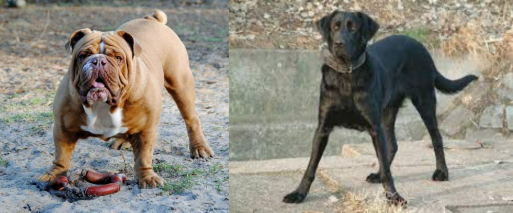 Cao de Castro Laboreiro vs Australian Bulldog - Breed Comparison
