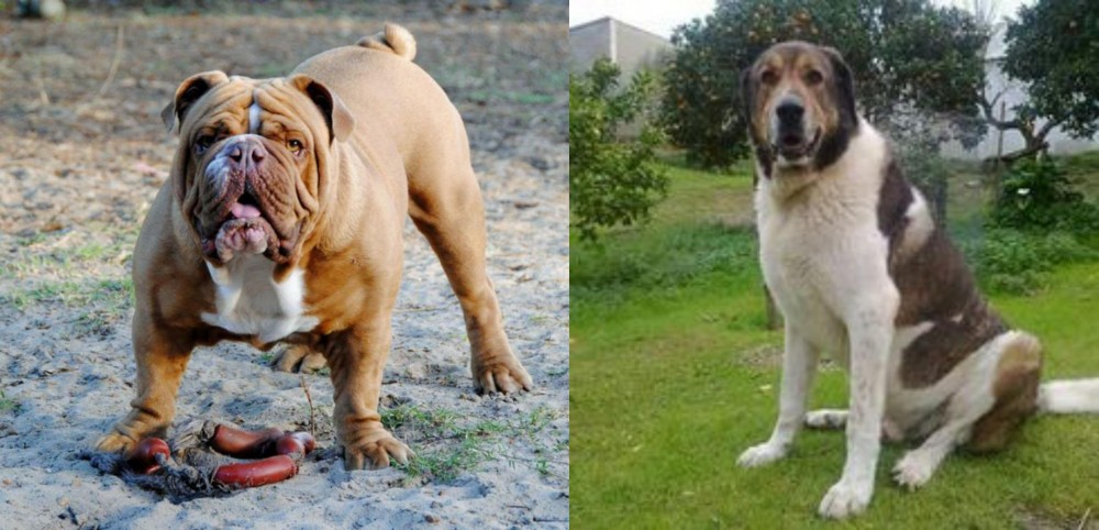 Cao de Gado Transmontano vs Australian Bulldog - Breed Comparison