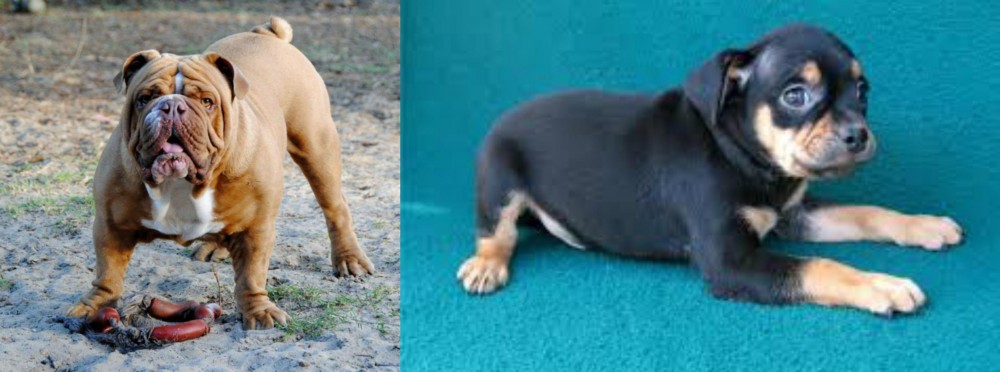 Carlin Pinscher vs Australian Bulldog - Breed Comparison