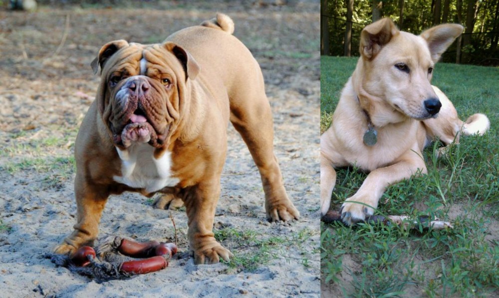 Carolina Dog vs Australian Bulldog - Breed Comparison