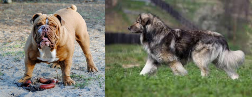 Carpatin vs Australian Bulldog - Breed Comparison