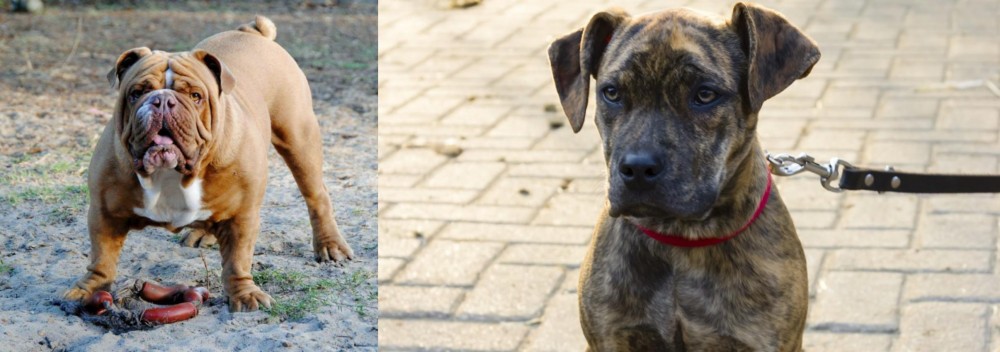 Catahoula Bulldog vs Australian Bulldog - Breed Comparison